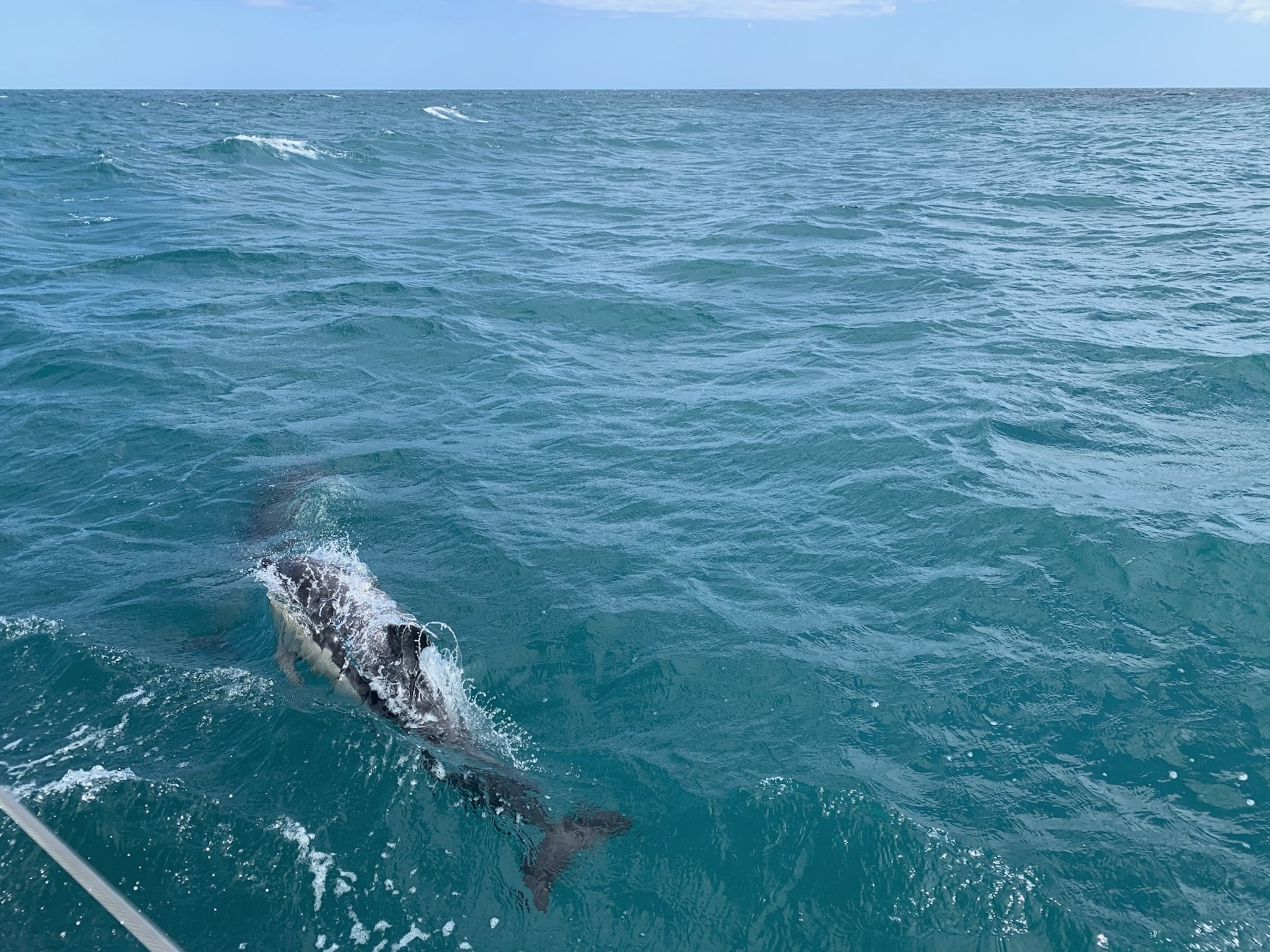 Delphin in der Lyme Bay