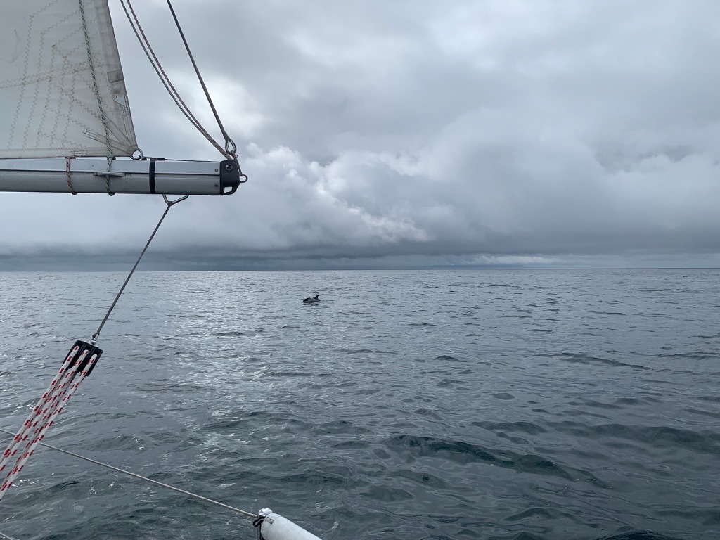 Deplhin bei den Scillies